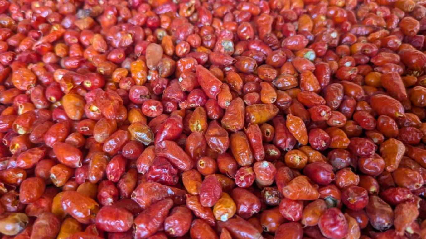 Chilli Pepper (Bird Eye) Chilli Pepper (Bird Eye)