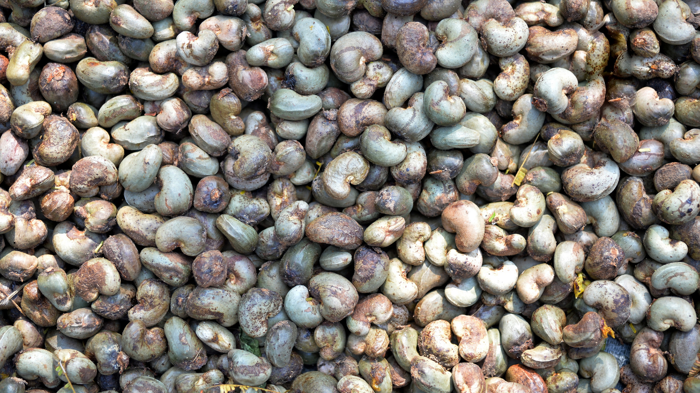 Raw Cashew Raw Cashew